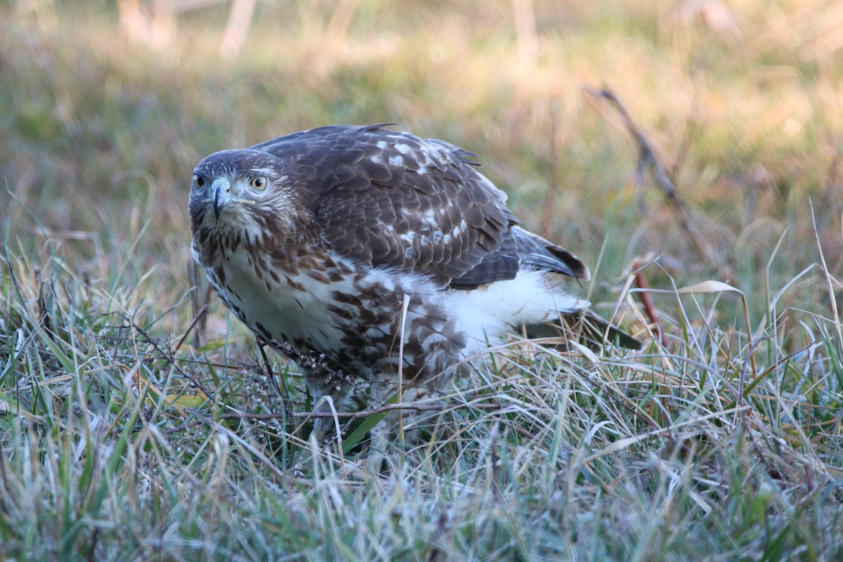 Red-tailed Hawk - ML419095011