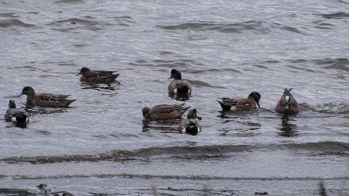 American Wigeon - ML419095281