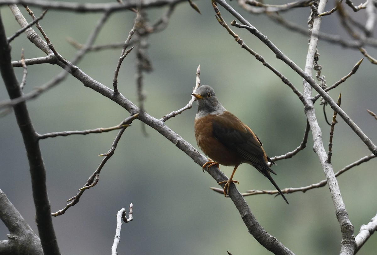 Chestnut Thrush - ML419096991