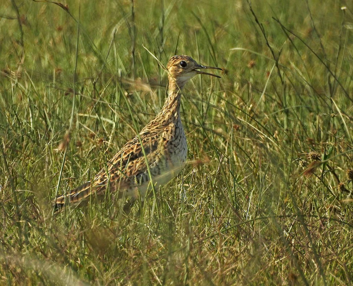 Upland Sandpiper - ML419097831