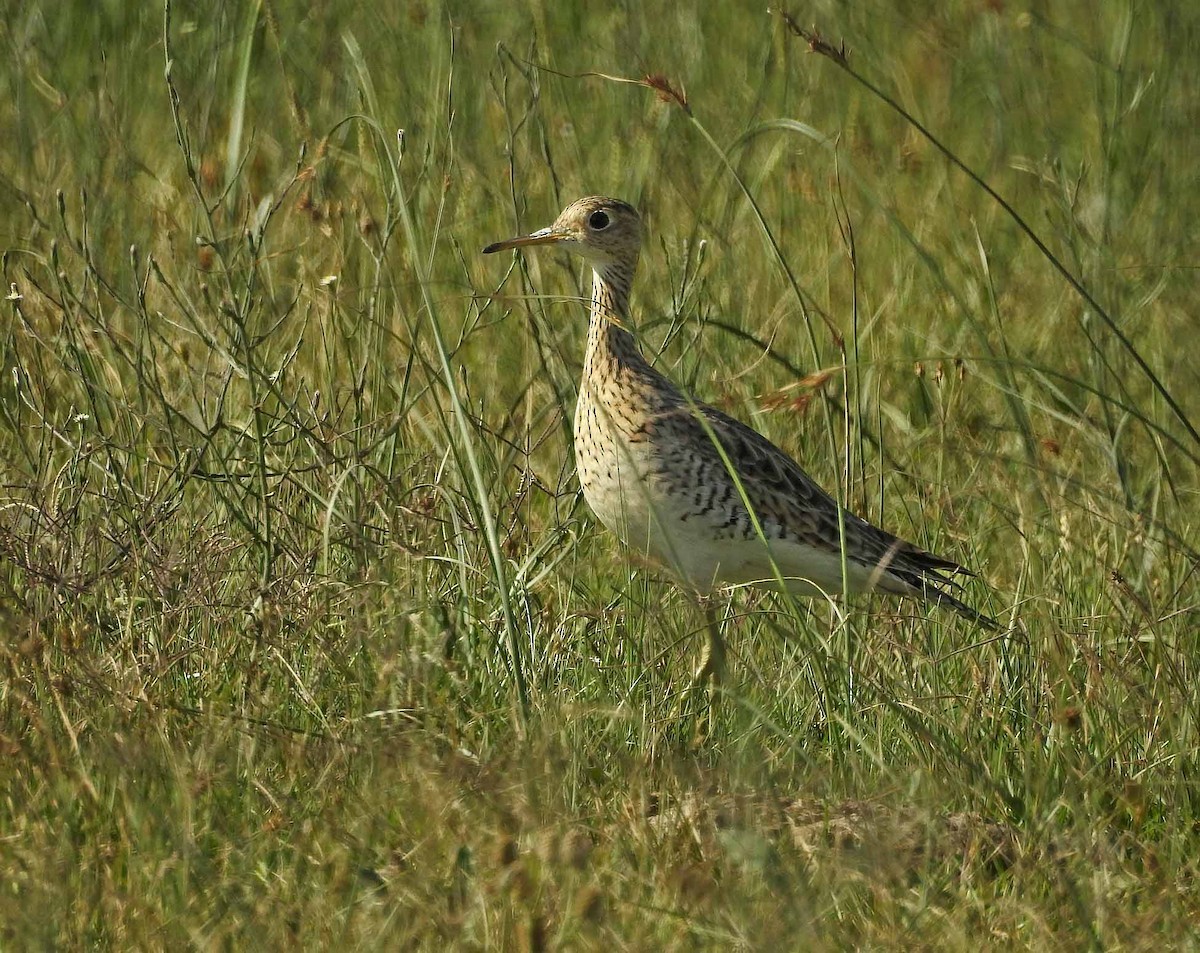 Upland Sandpiper - ML419097841