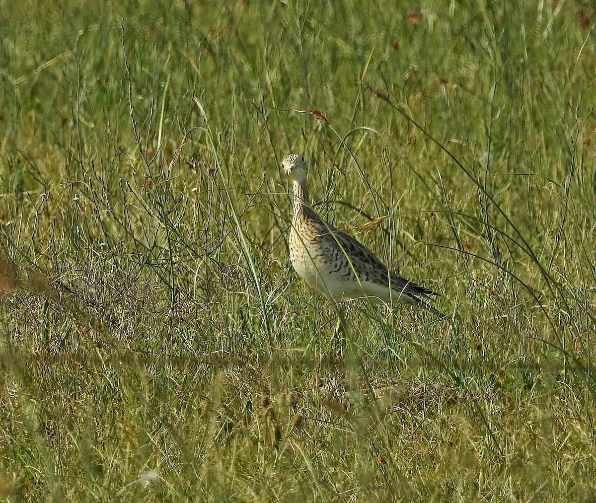 Upland Sandpiper - ML419097851