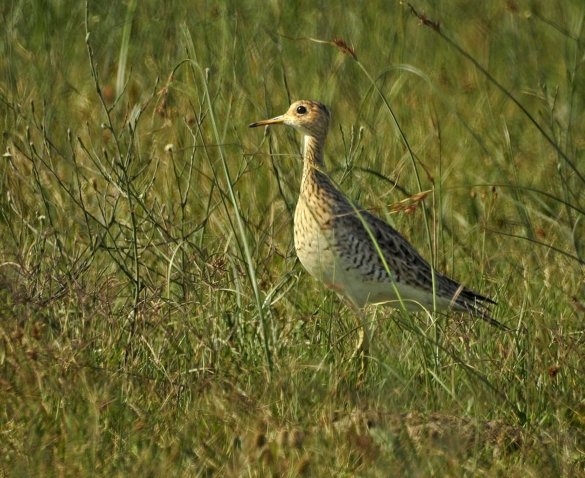 Upland Sandpiper - Sebastian Otero