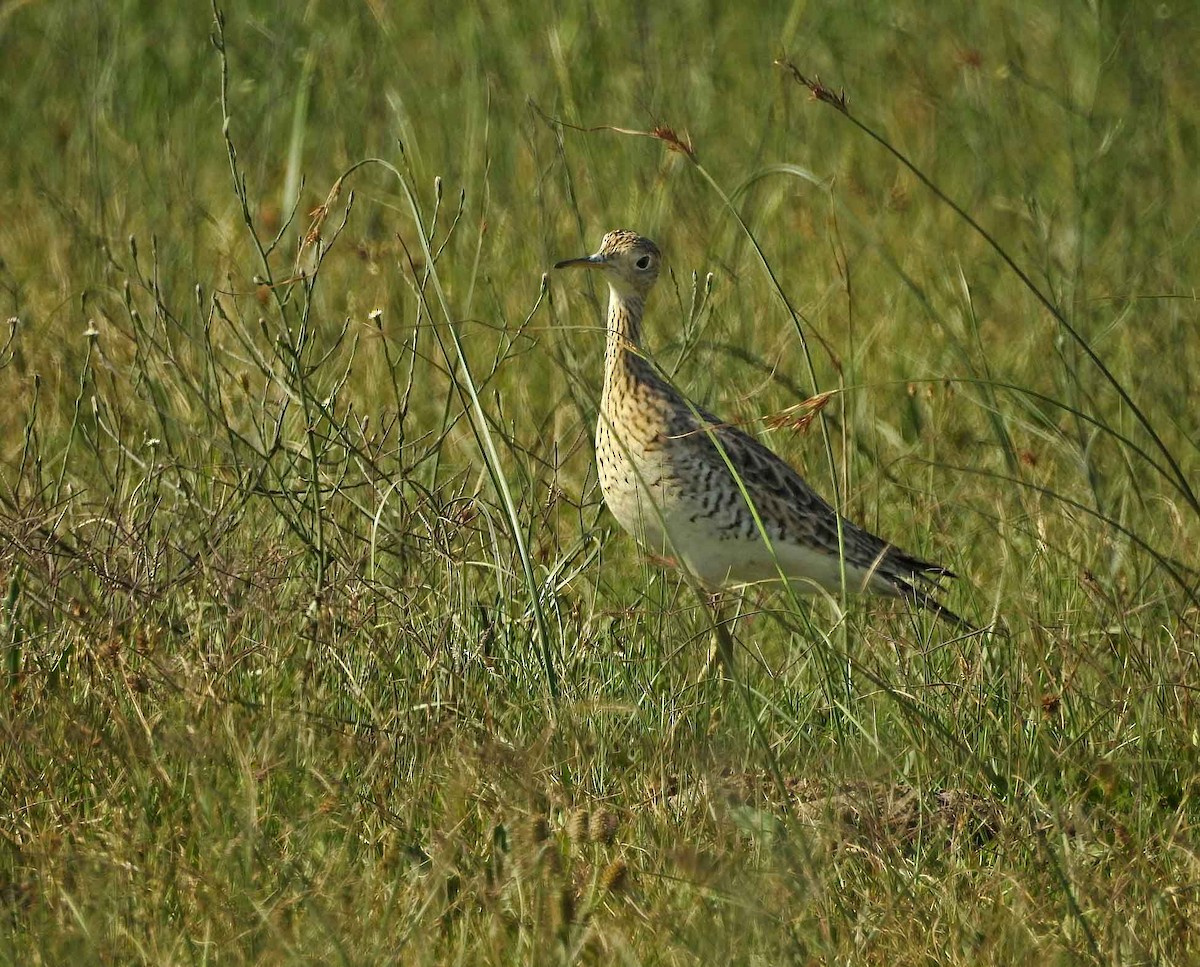 Upland Sandpiper - ML419097881