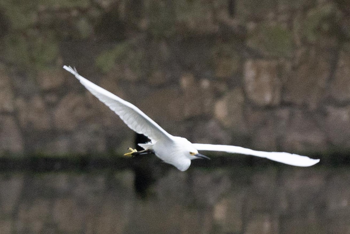 Snowy Egret - ML419098881