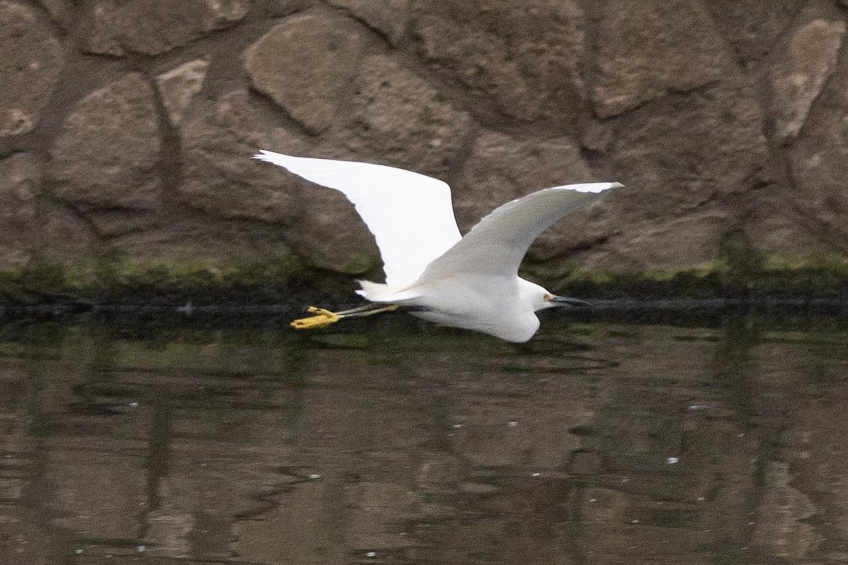 Snowy Egret - ML419098891