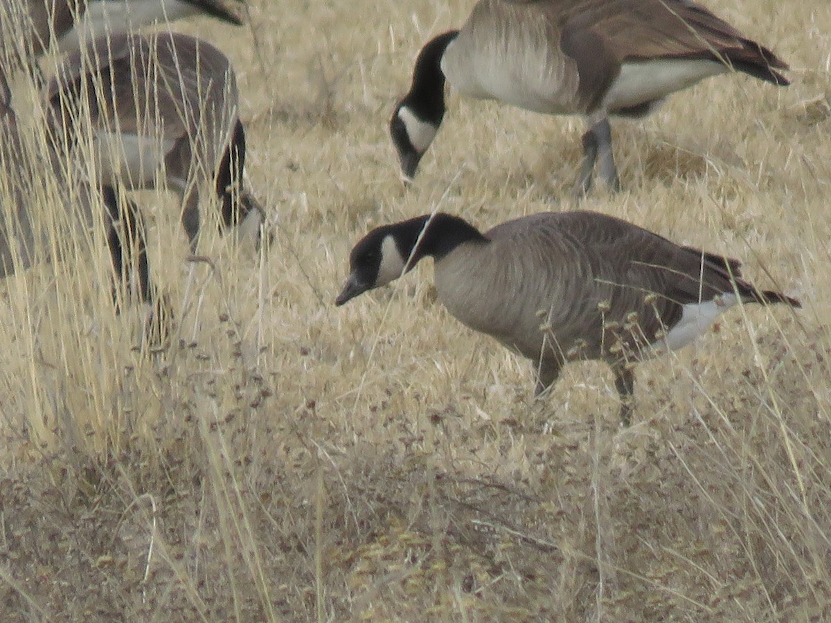 Cackling Goose - ML419098901