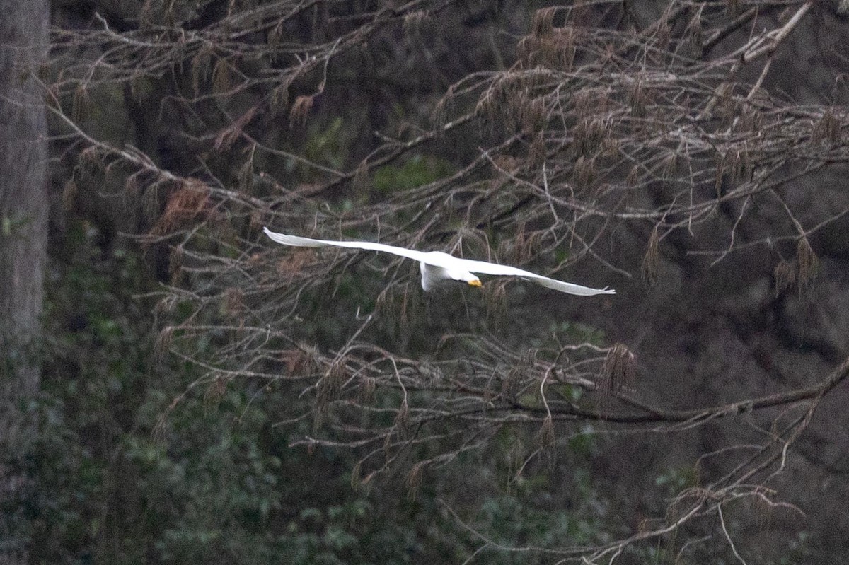 Snowy Egret - ML419098911