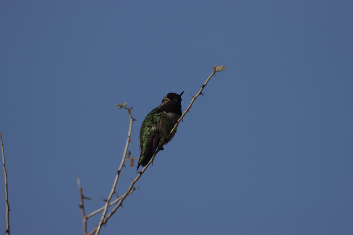 Costa's Hummingbird - ML419099221