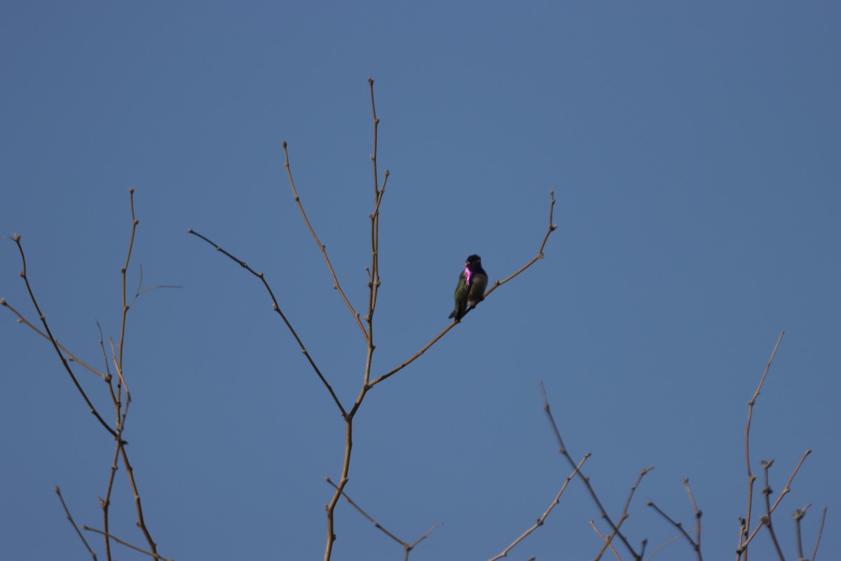 Costa's Hummingbird - ML419099391