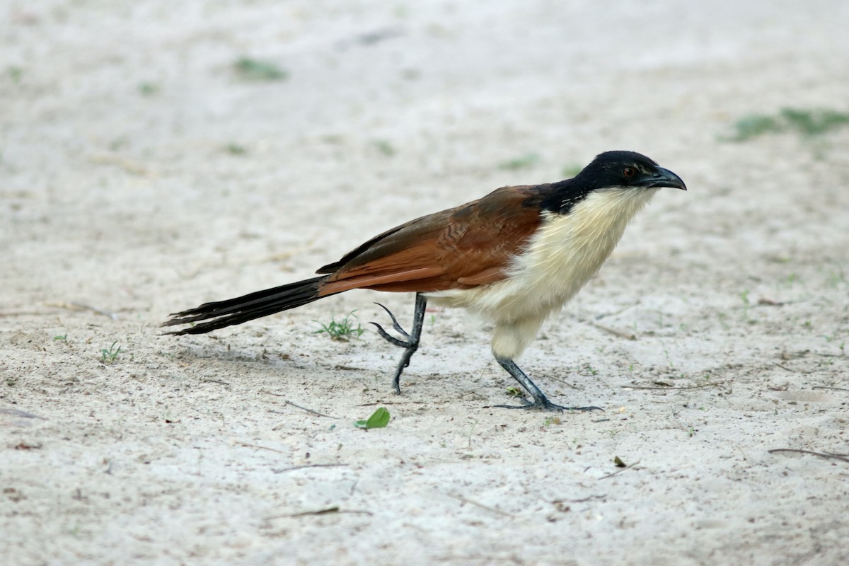 Coppery-tailed Coucal - ML41910021