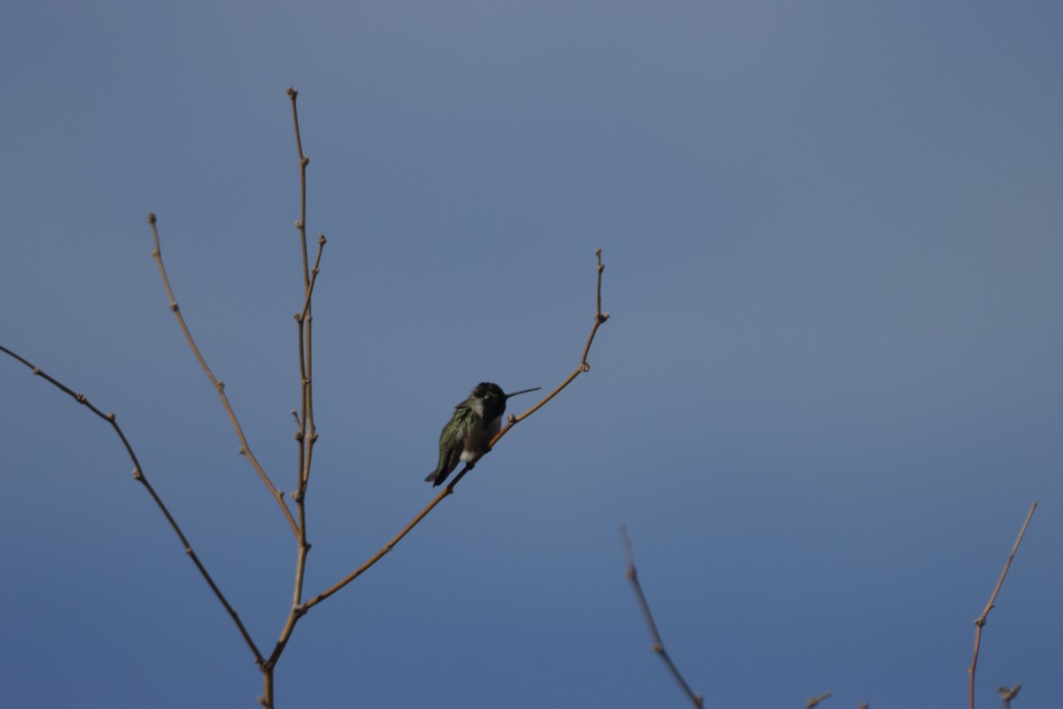 Costa's Hummingbird - ML419100501