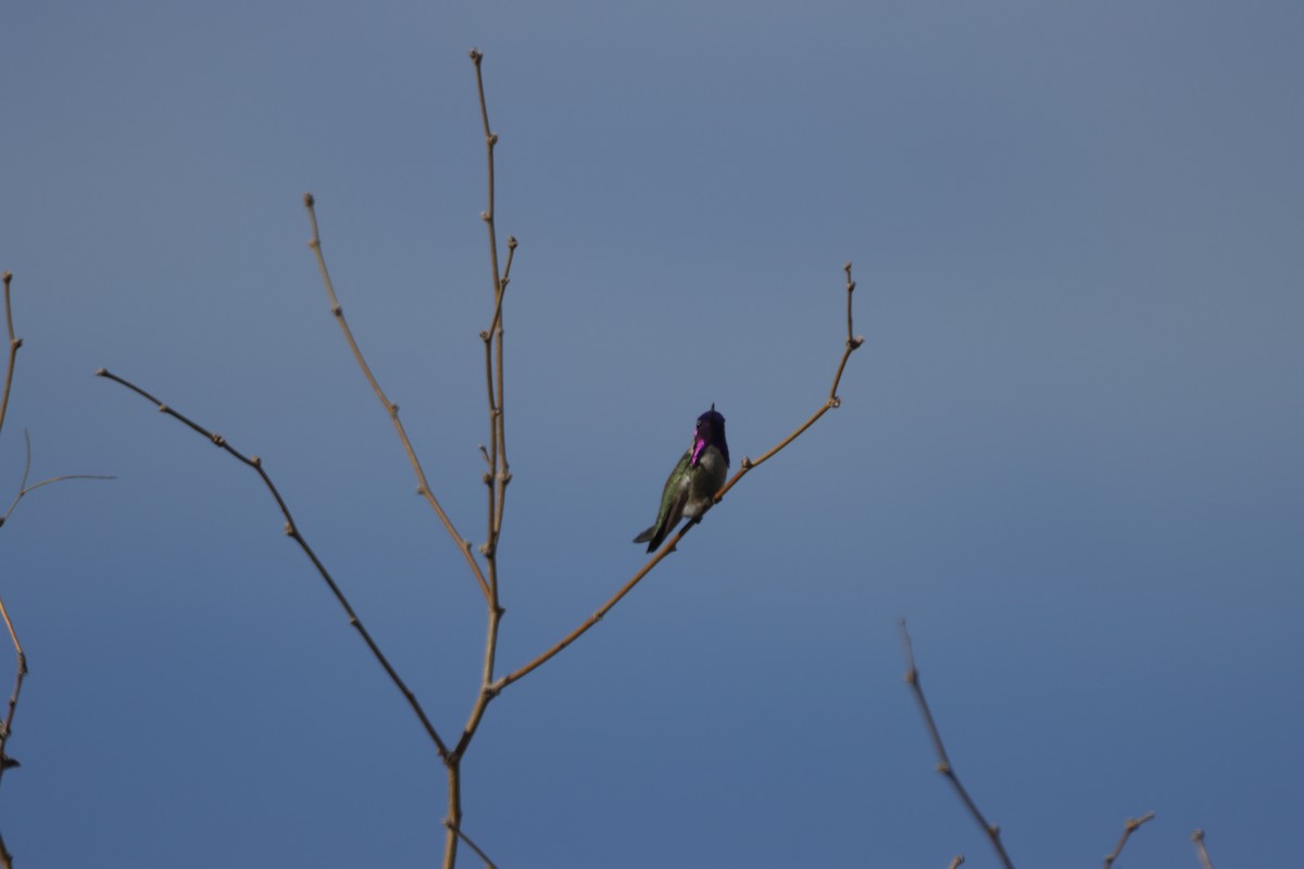 Costa's Hummingbird - Braydon Luikart