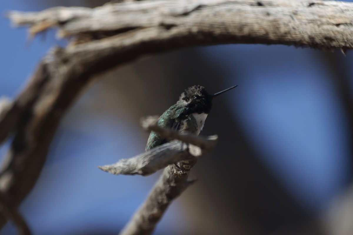 Costa's Hummingbird - ML419100711