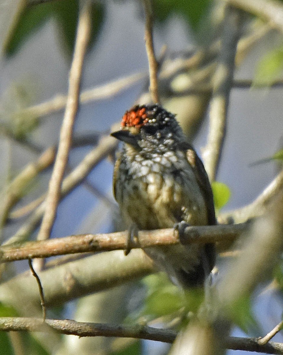 Ocellated Piculet - ML41910111