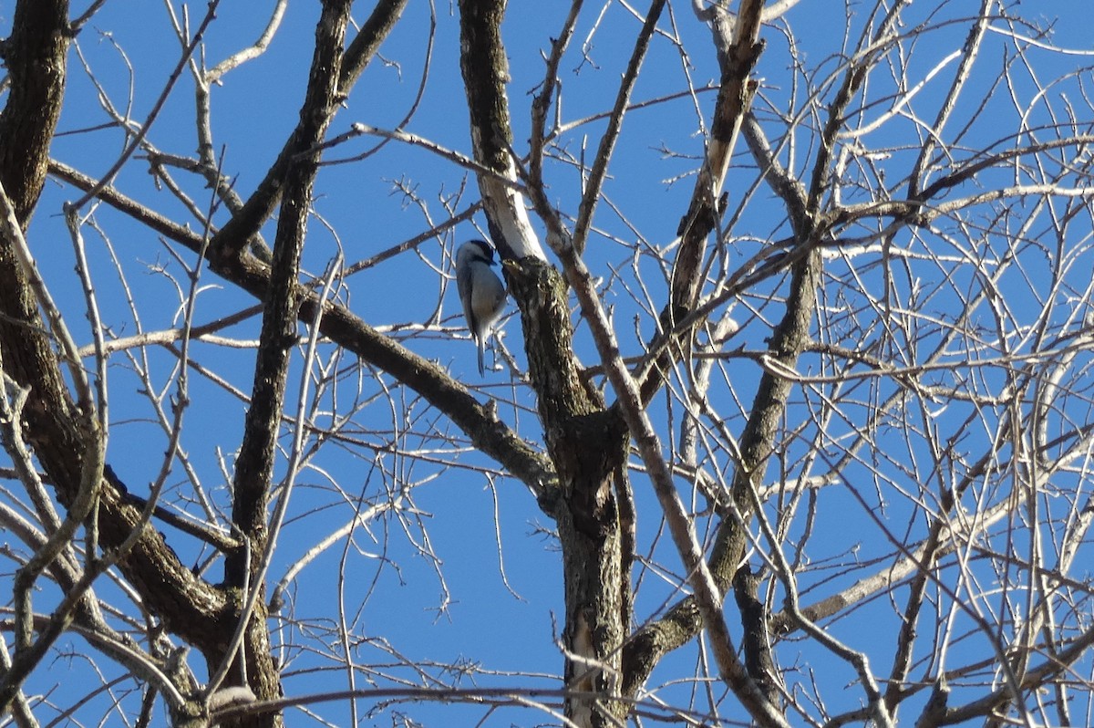 Carolina Chickadee - ML419102131