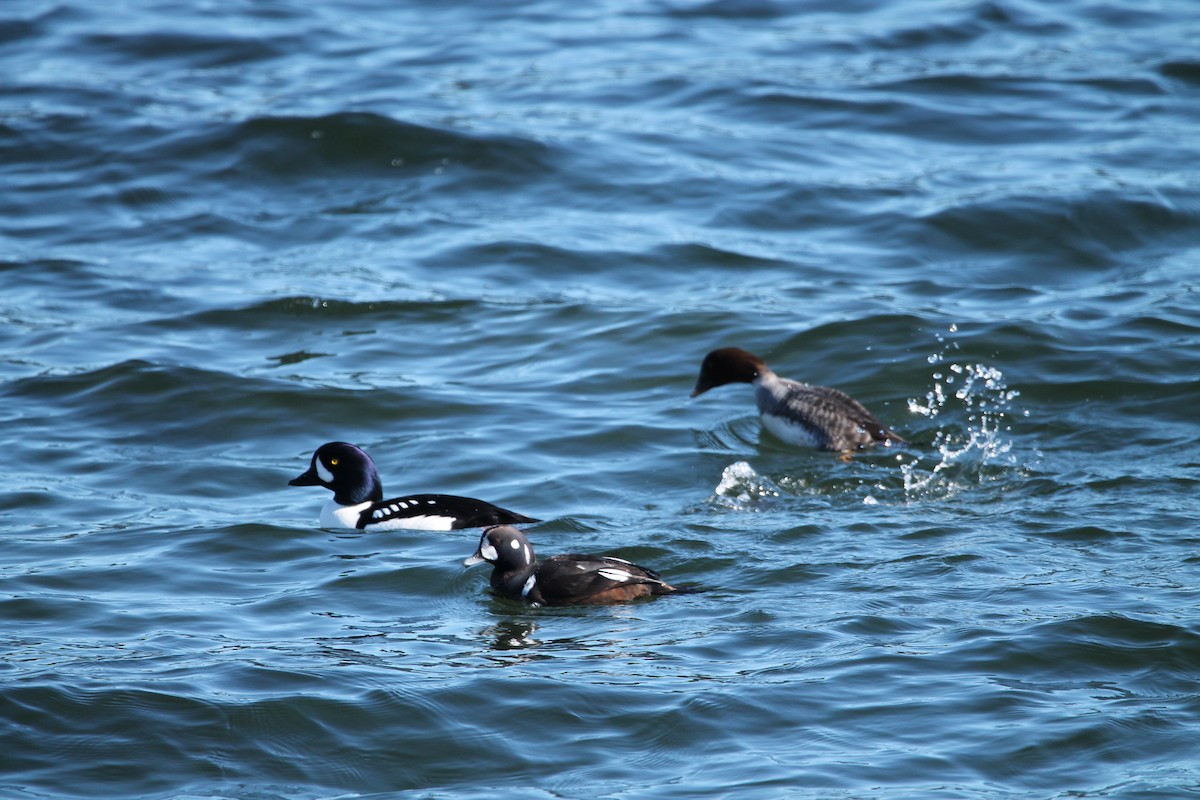 Harlequin Duck - ML419103181