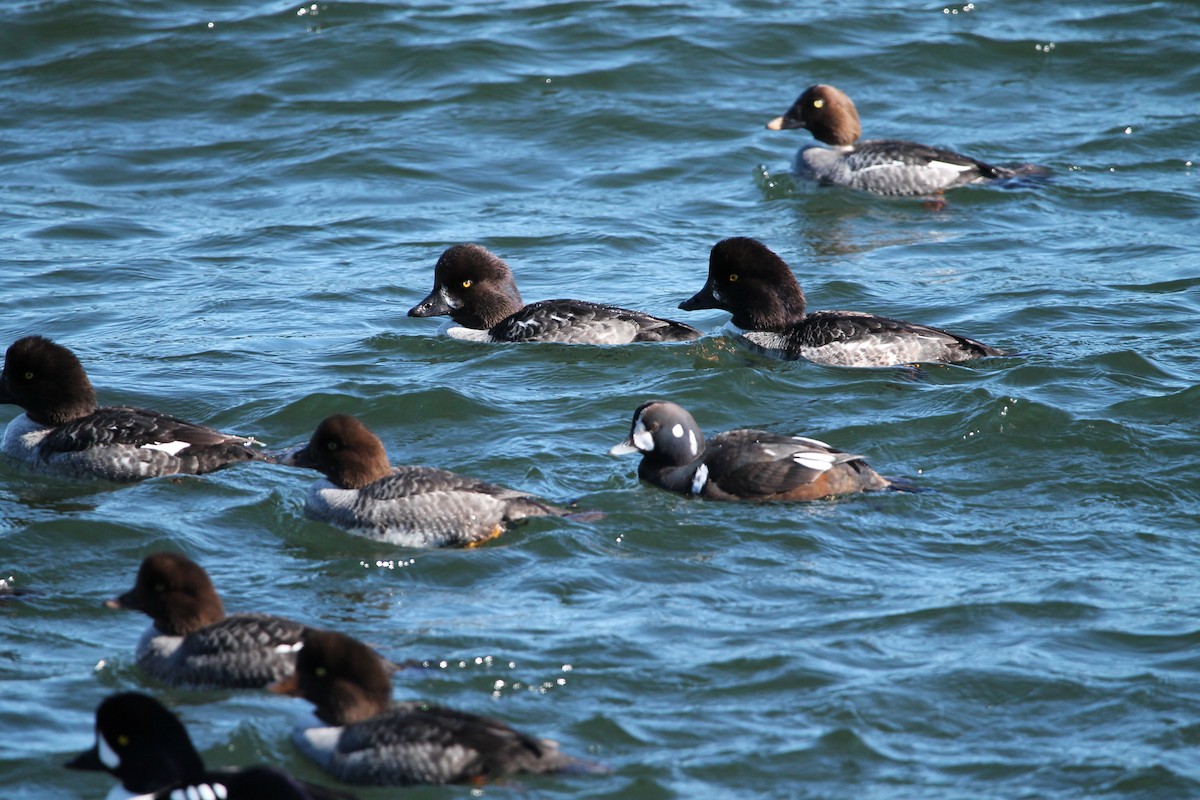 Harlequin Duck - ML419103221