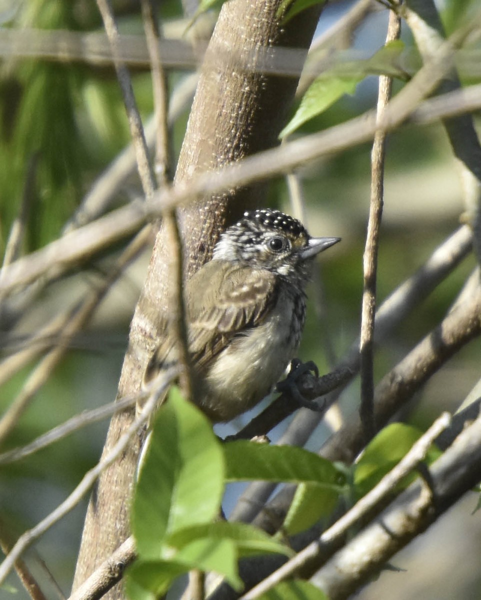 Ocellated Piculet - ML41910331