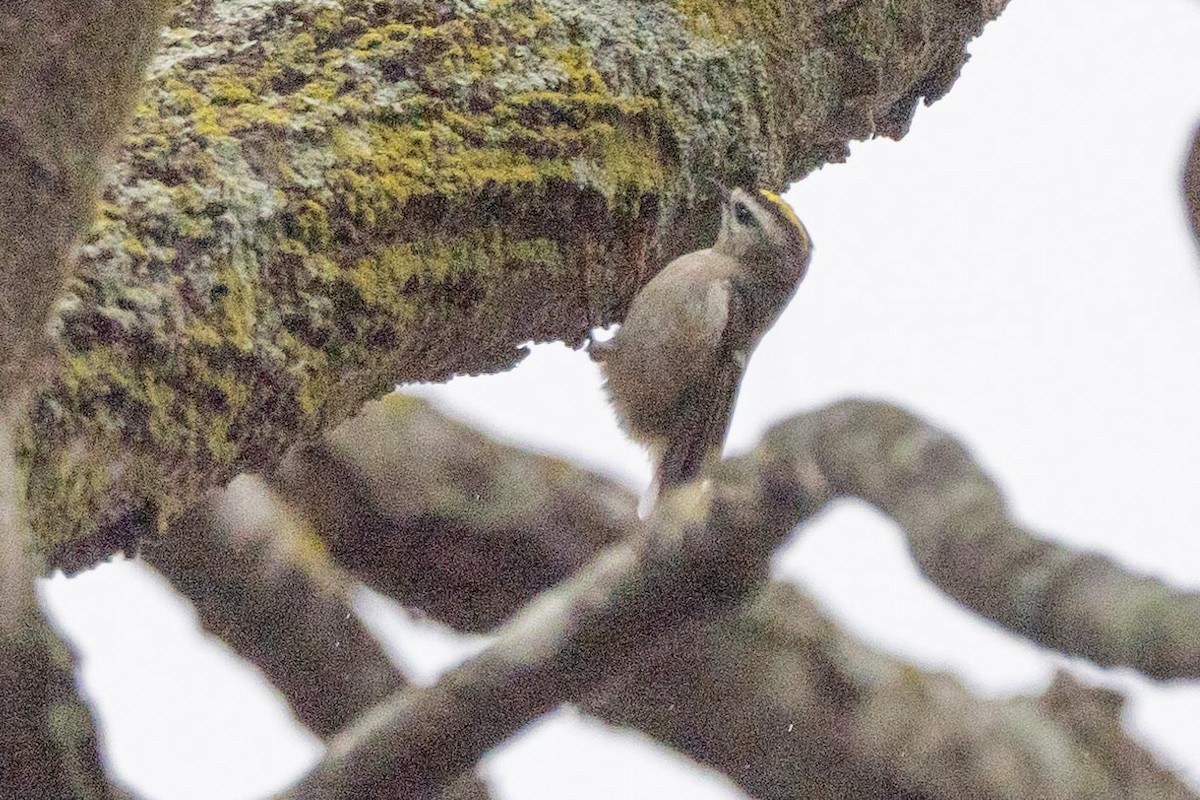 Golden-crowned Kinglet - ML419106681