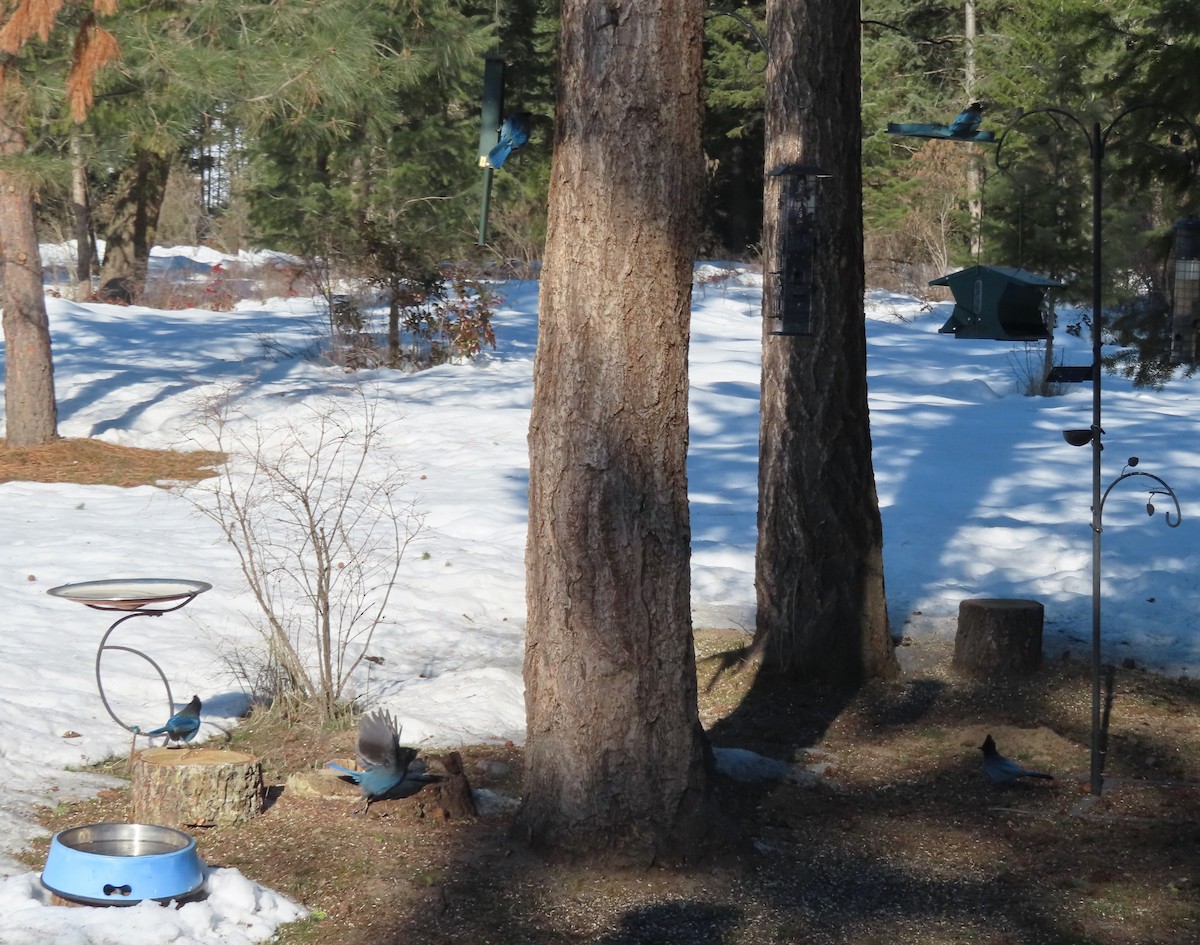 Steller's Jay - ML419107311
