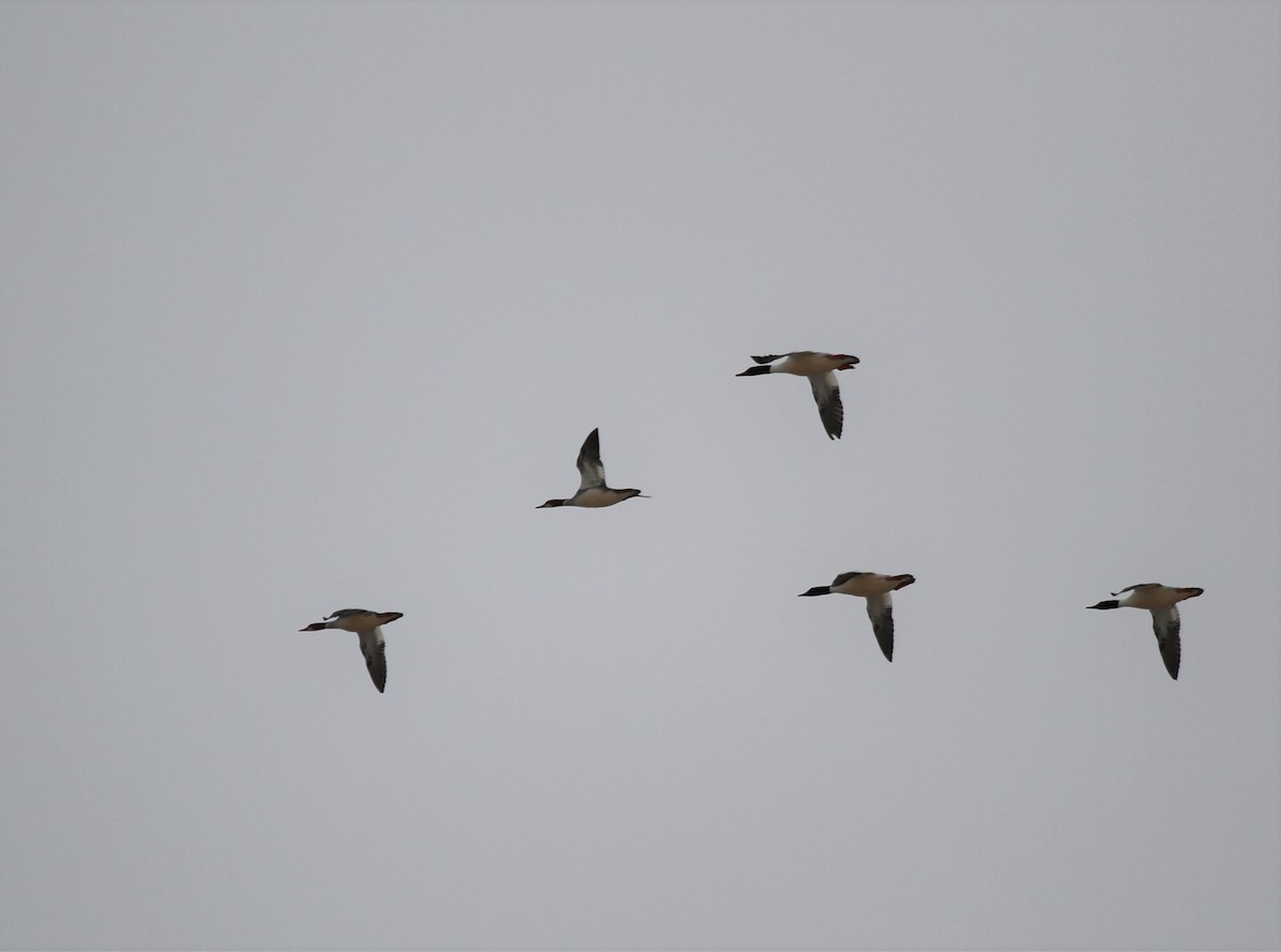 Common Merganser - ML419107861