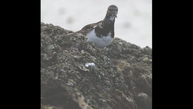 Ruddy Turnstone - ML419108091