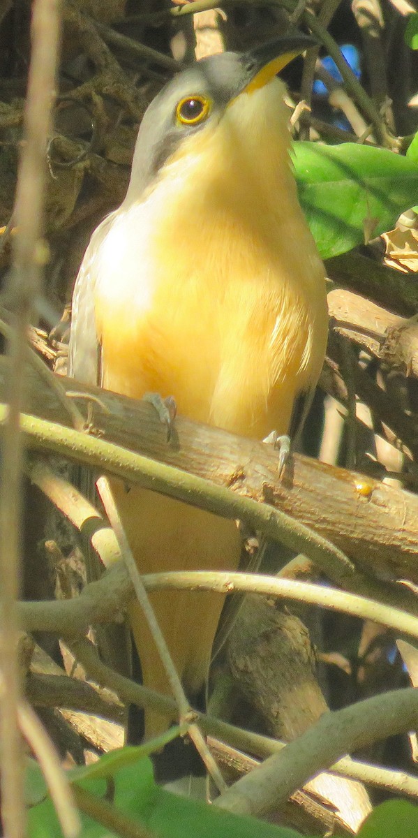Mangrove Cuckoo - Robin Gurule