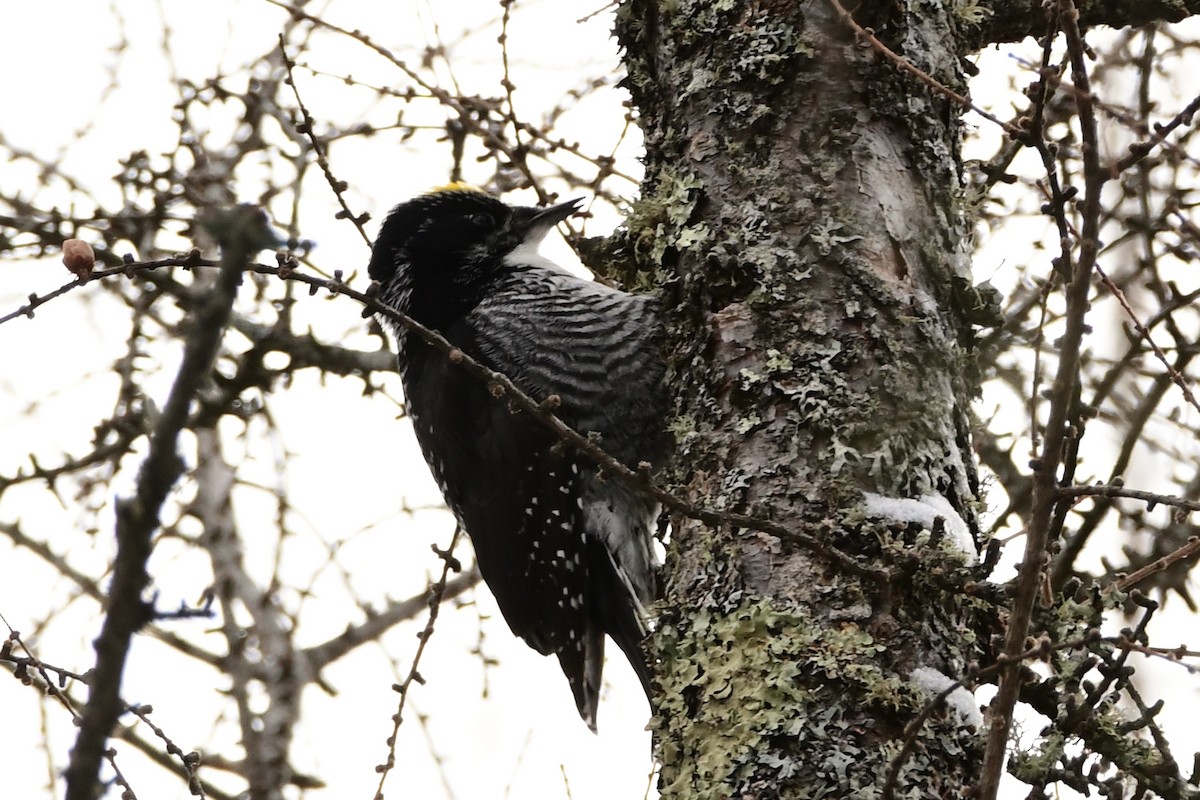 American Three-toed Woodpecker - ML419109341