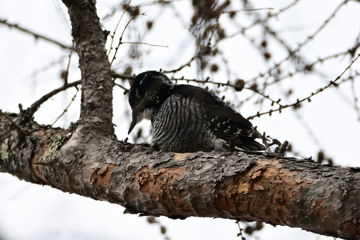 American Three-toed Woodpecker - ML419109741