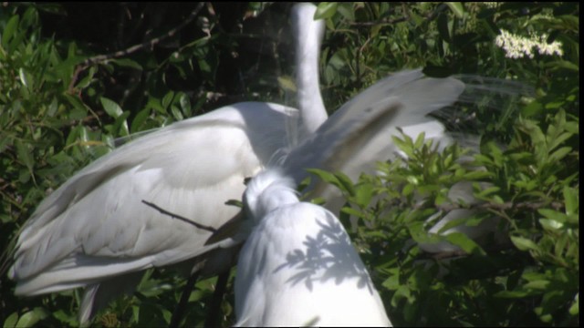 Great Egret (American) - ML419110