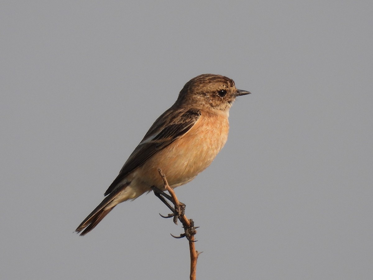 Siberian Stonechat - ML419110601