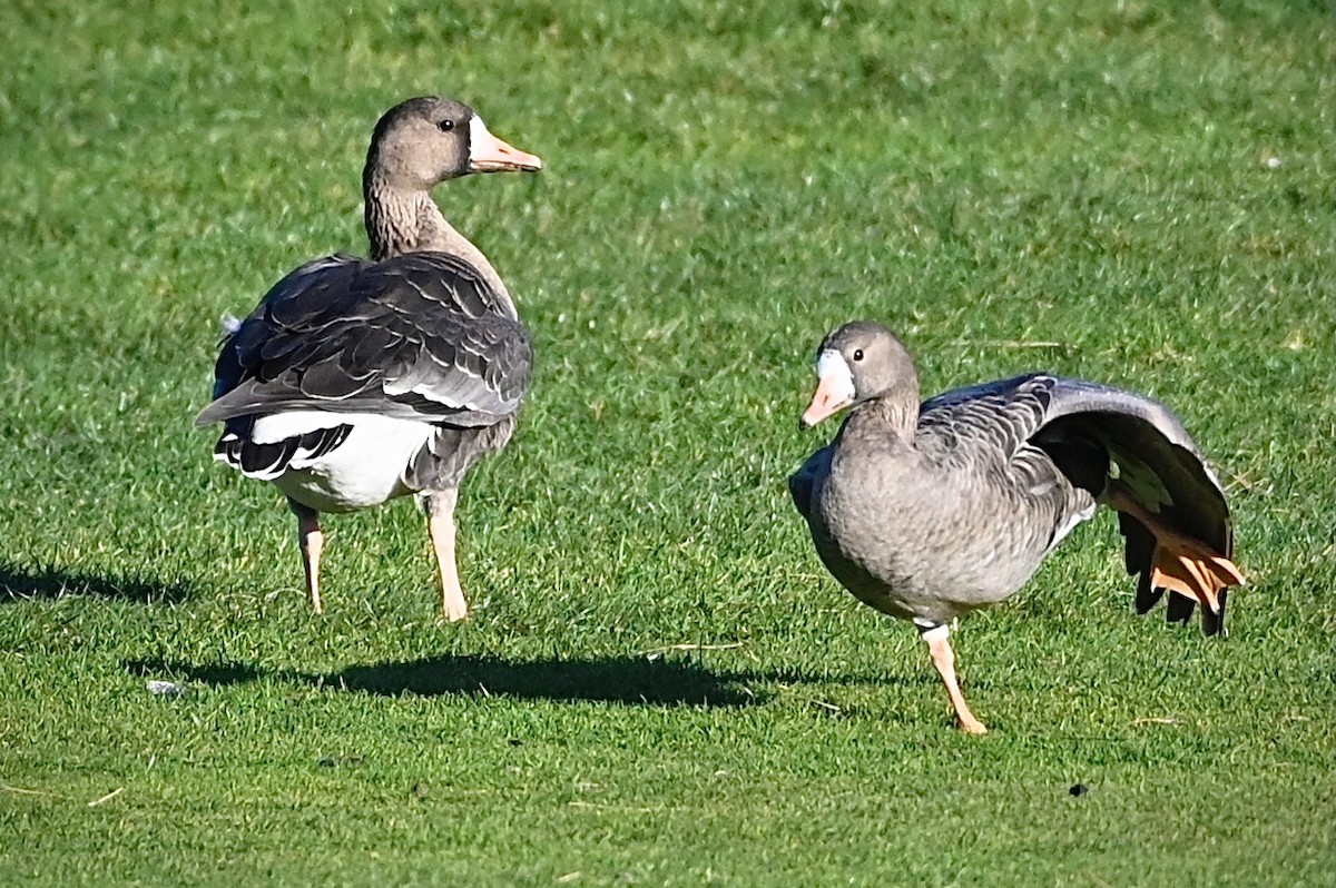 Greater White-fronted Goose - Roger Beardmore