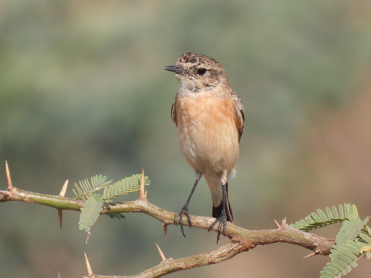 Siberian Stonechat - ML419110721