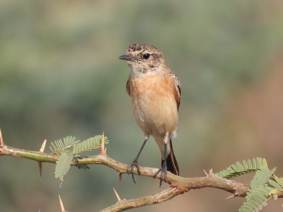 Siberian Stonechat - ML419110821