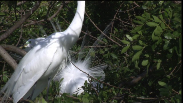 Большая белая цапля (egretta) - ML419111