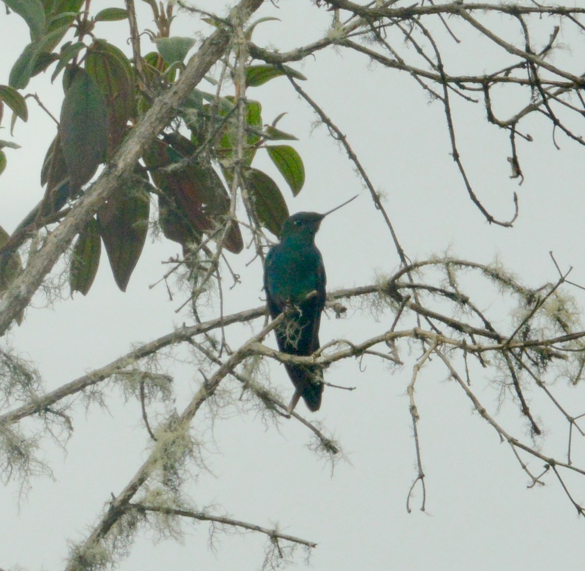 kolibřík modrokřídlý - ML41911321