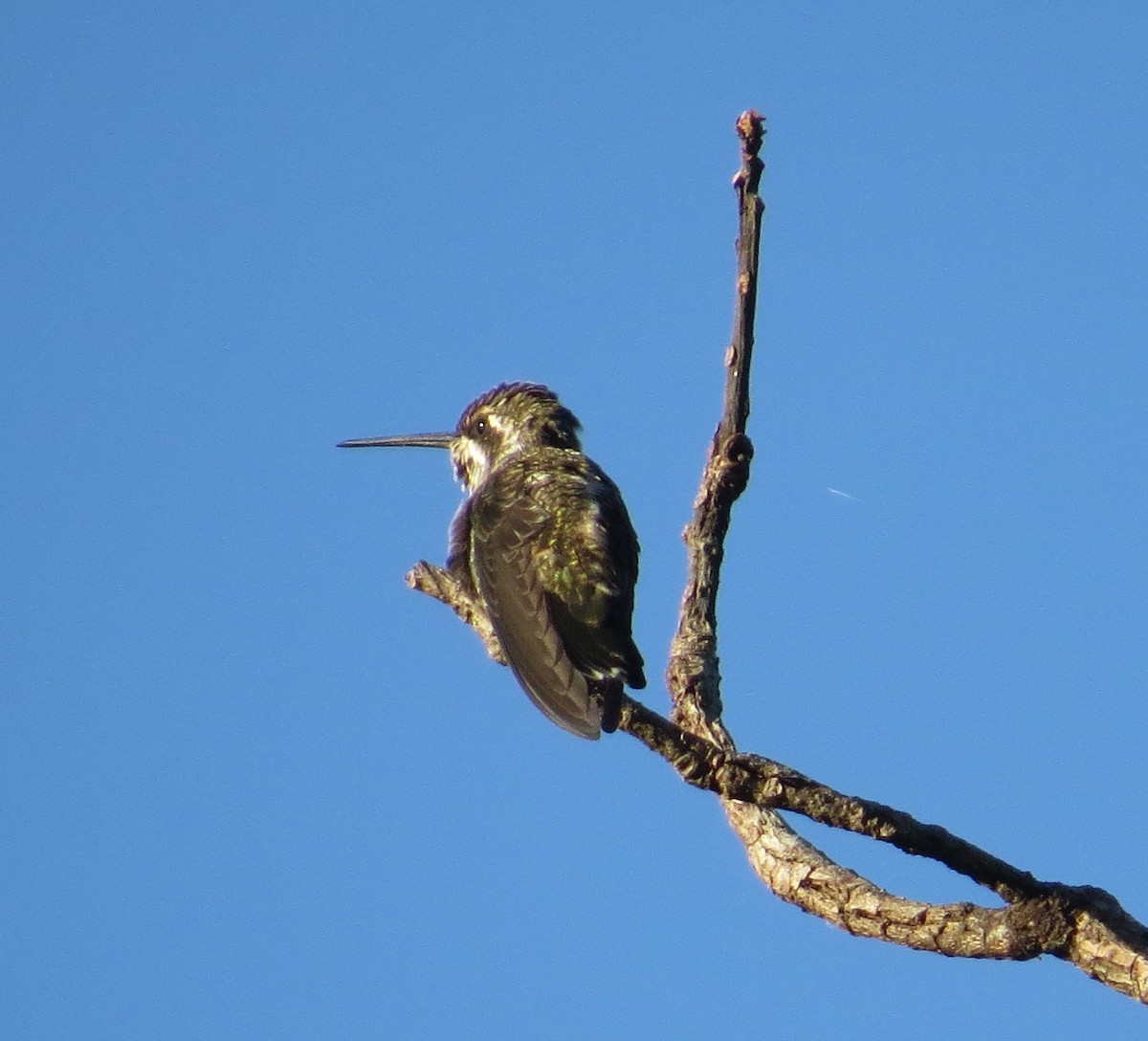 Plain-capped Starthroat - sheryl mcnair