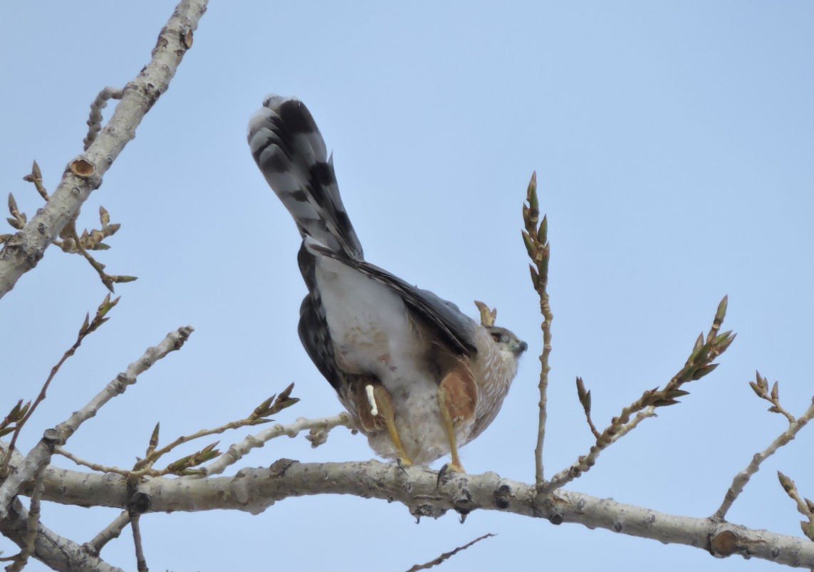 Cooper's Hawk - ML41911571