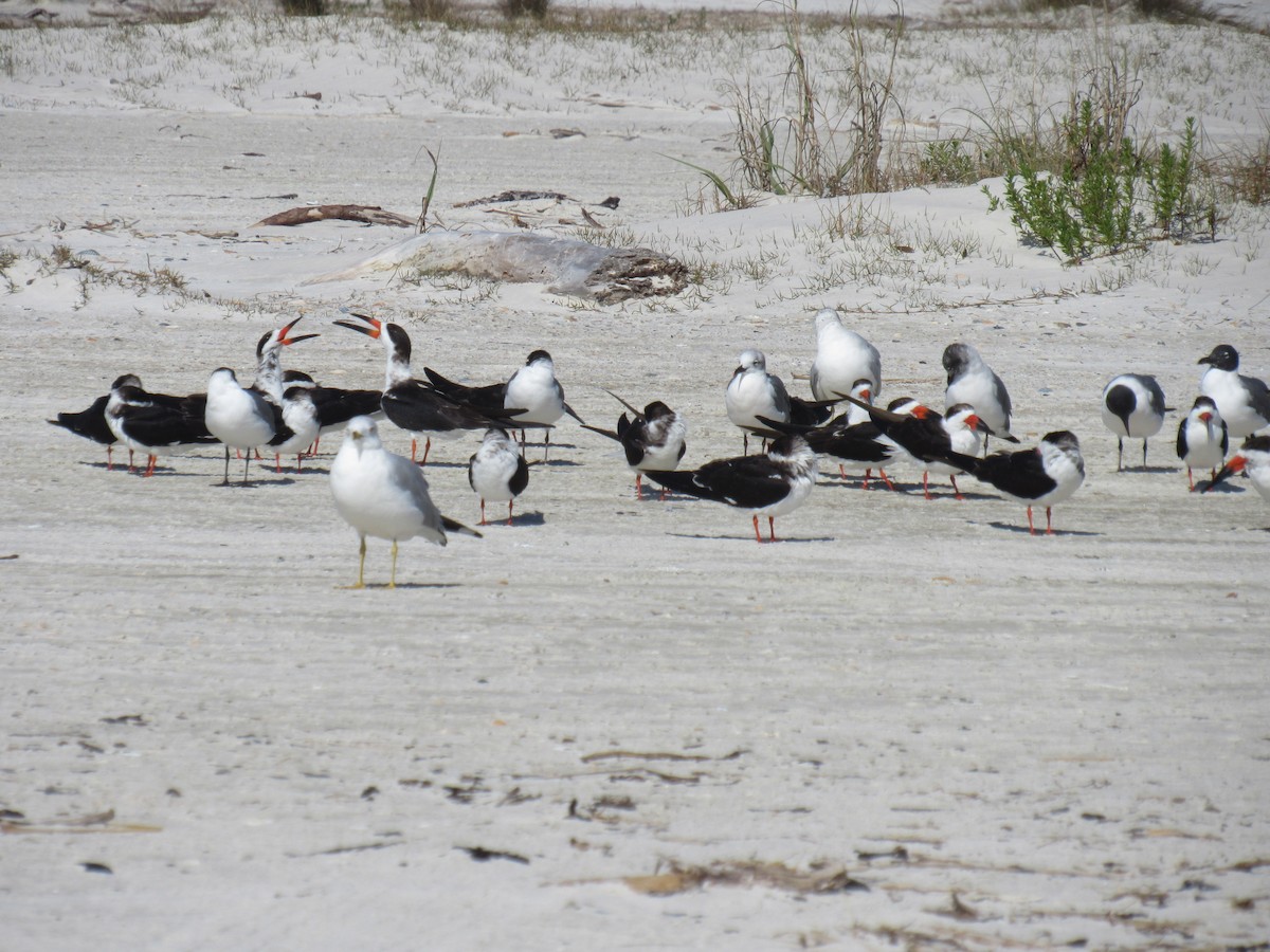 Black Skimmer - ML419117211