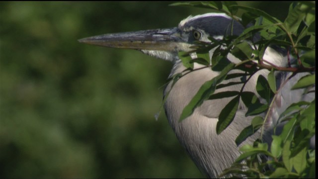 Great Blue Heron (Great Blue) - ML419119