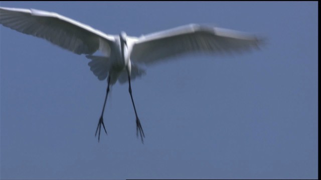 Büyük Ak Balıkçıl (egretta) - ML419120