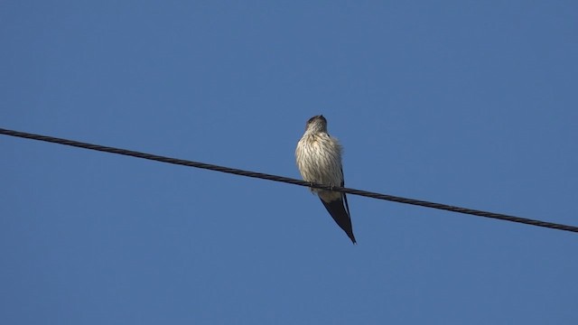 Eastern Red-rumped Swallow (Striated) - ML419120591