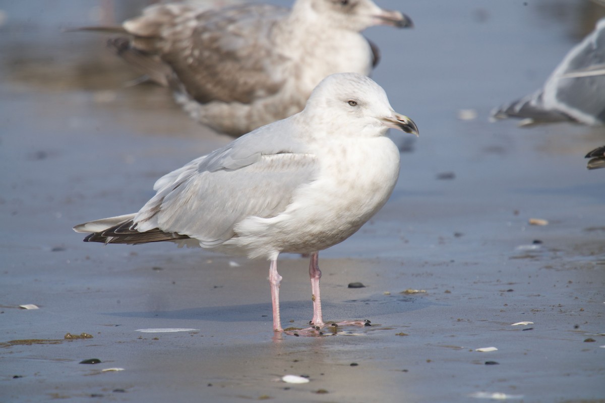 Gaviota Groenlandesa (thayeri) - ML419122721