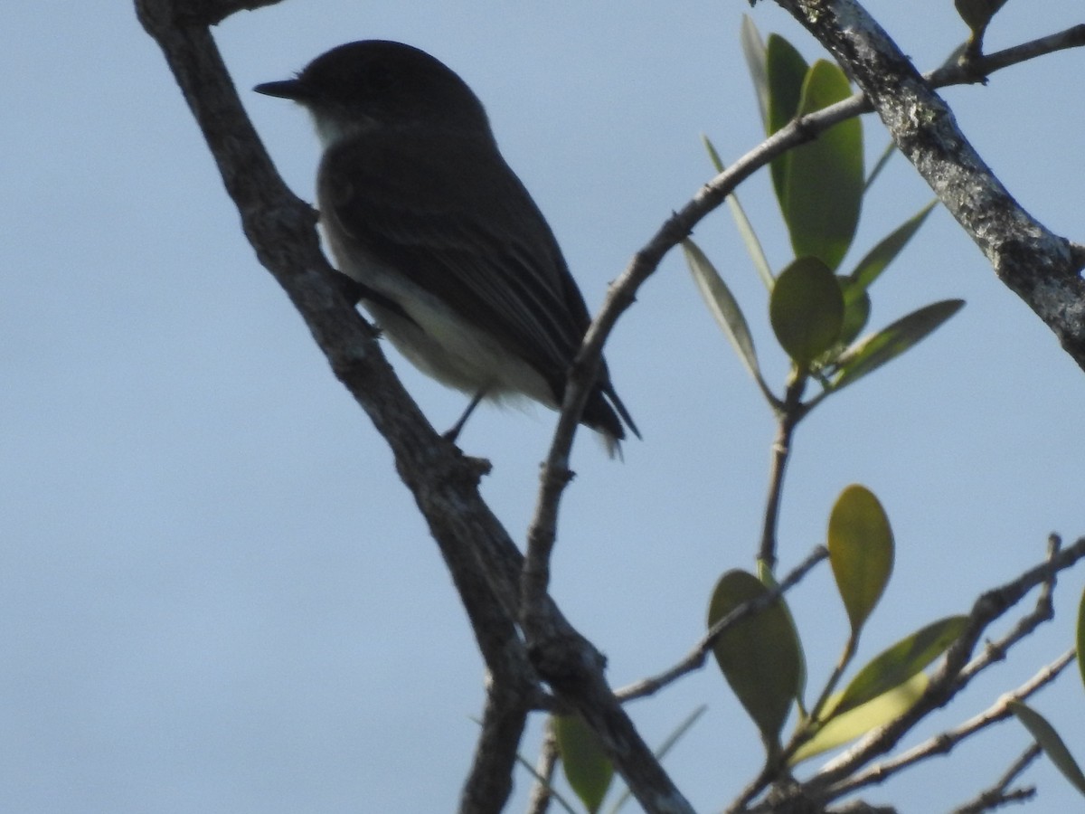 Eastern Phoebe - ML419123471