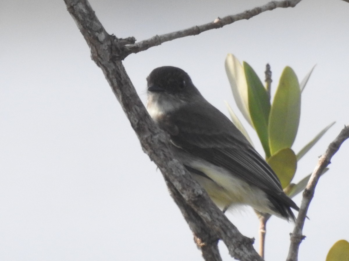 Eastern Phoebe - ML419123931