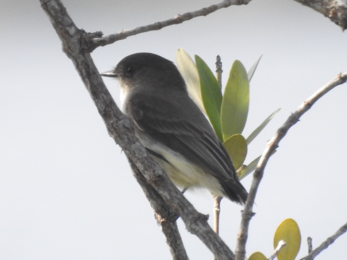 Eastern Phoebe - ML419123941