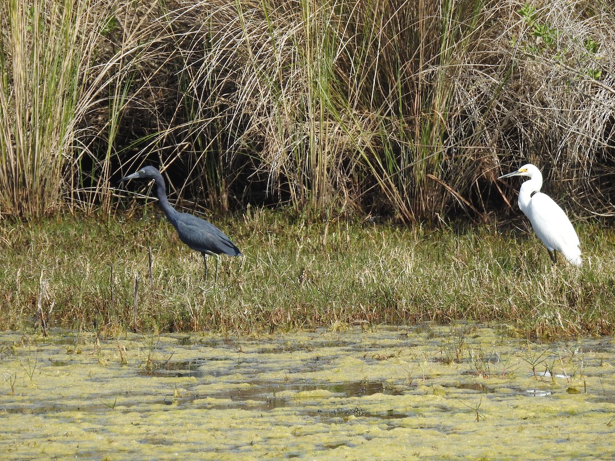 Little Blue Heron - ML419123991