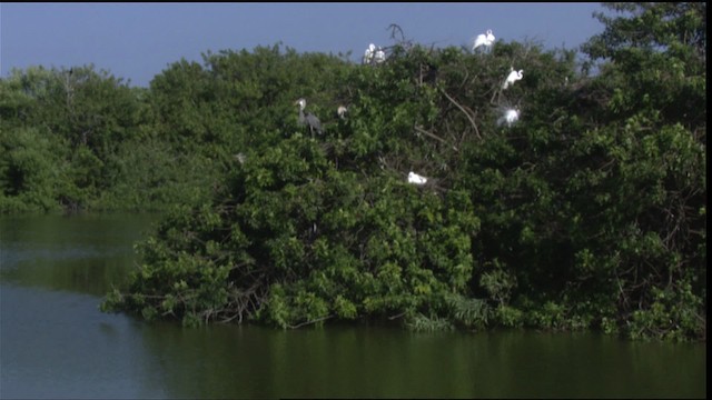 Great Egret (American) - ML419124