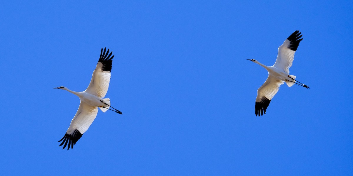 Whooping Crane - ML419124951